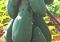 grüne Papaya